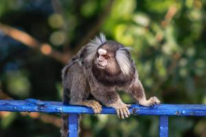 rio de Janeiro, rj, Brasilien, 2022 - marmoset på duque de caxias fort, leme foto