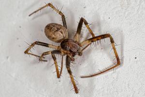 manlig vuxen typisk orbweaver Spindel foto