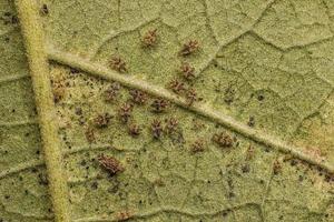 små spets insekt nymfer och vuxna foto
