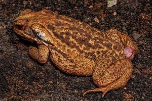 krossad vuxen cururu padda av de arter rhinella diptycha foto