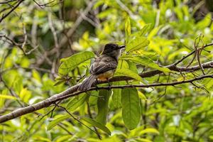 myiarchus flugsnappare fågel foto