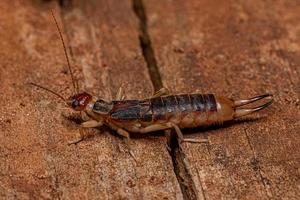 vuxen strand earwig foto