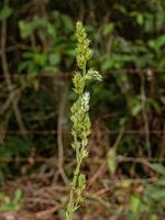 liten blommande växt foto