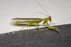 vuxen acontistid mantis foto