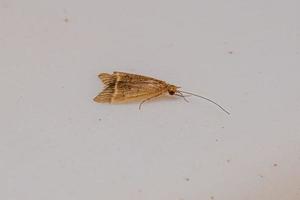vuxen caddisfly -insekt foto