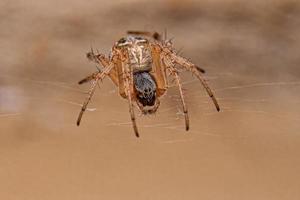 kvinna vuxen typisk orbweaver Spindel foto