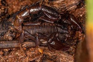 små svart scorpion foto