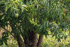 mangoträd med frukter foto