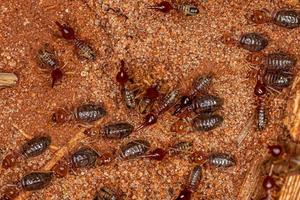 små högre termiter foto