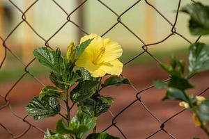 kinesisk hibiskus blomma foto