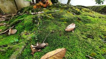 grön mossa bakgrund i tropisk skog 06 foto