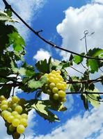 mogen klasar av vindruvor mot de bakgrund av de höst himmel foto