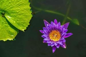 lotus är många färger och vacker i dammar, är en symbol för buddhism. foto