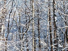 snår i snöig skog i solig vinter- dag foto