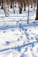 fotavtryck i snöig skog foto