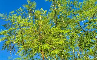 frön av moringa träd på grön träd med blå himmel Mexiko. foto