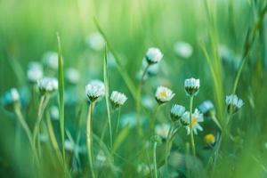 prästkrage daisy på äng på solnedgång. vår blomma i skog fält. fredlig pastell färger, solnedgång fläck bokeh träd, grön gräs äng och vit daisy blommor. idyllisk natur närbild landsbygden foto