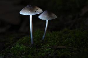 två filigran små svamp på mossa med ljus fläck i skog. skog golv foto