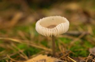 en filigran liten svamp på de skog golv i mjuk ljus. makro skott natur foto