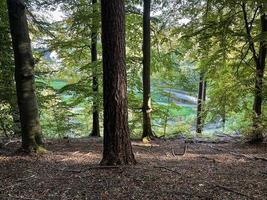 skog av gran träd. mörk skog natur se tapet. skog bakgrund. foto