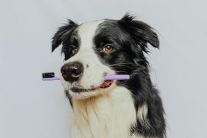 söt smart rolig hundvalp border collie håller tandborste i munnen isolerad på vit bakgrund. munhygien hos husdjur. veterinärmedicin, hund tänder hälso-och sjukvård banner. foto