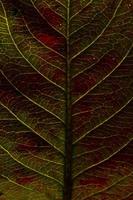 närbild höst falla extrem makro textur se av röd grön trä ark träd blad glöd i Sol bakgrund. inspirera natur oktober eller september tapet. förändra av säsonger begrepp. foto