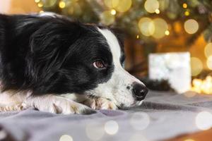 rolig porträtt av söt valp hund gräns collie med gåva låda och defocused krans lampor liggande ner nära jul träd på Hem inomhus. förberedelse för Semester. Lycklig glad jul tid begrepp. foto