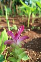 skön växt av gurkmeja aromatica blomma foto