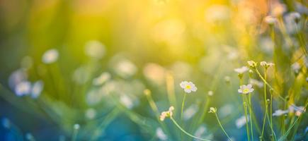 abstrakt mjuk fokus solnedgång fält landskap av vit blommor och gräs äng värma gyllene timme solnedgång soluppgång tid. lugn vår sommar natur närbild och suddig skog bakgrund. idyllisk natur foto