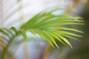 grönt tropiskt palmblad med skugga på den vita väggen foto