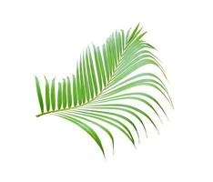 tropisk grön handflatan blad träd isolerat på vit bakgrund foto