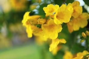 skön gul blommor blomning och uppfriskande i natur. foto