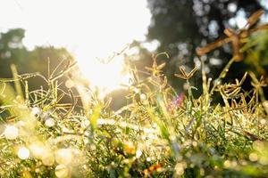 gräs med vatten droppar i de morgon- solljus foto