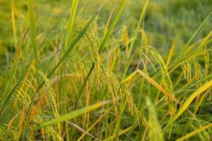 gyllene öron av ris i de fält på solnedgång foto