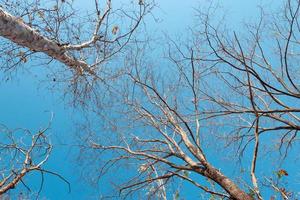 låg vinkel se av en grupp av träd på en klar blå himmel. foto