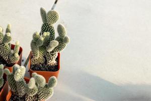 söt kaktus i en skön pott foto