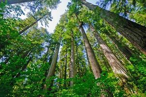 solig dag i de kust redwoods foto