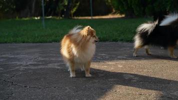 de pomeranian väntade för hans ägare på de plåster golv i främre av hans hus. foto