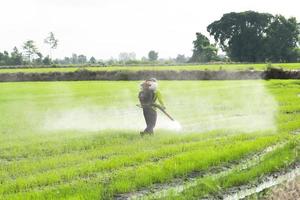 jordbrukare spray herbicider eller pesticider i ris fält. lantbruk och jordbruksföretag, jordbruks industri. foto