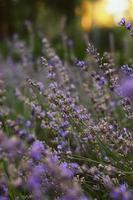 lavendel buske i blom vid soluppgång foto