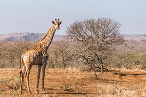 giraff i Sydafrika foto