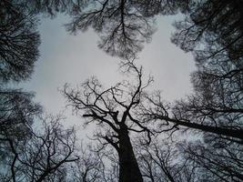 skön former och mönster av höst träd foto