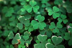 selektiv fokus av grön bakgrund med trebladig vitklöver, naturlig bakgrund, hjärta form i natur, blad bakgrund, St Patrick's dag Semester symbol foto