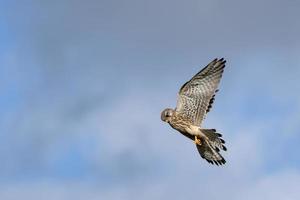 kestrel svävande över en fält nära öst grinstead ser för byte foto