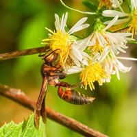 nordlig papper geting pollinerar en vit och gul vild blomma foto