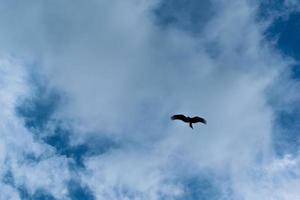 svart fågel som flyger foto