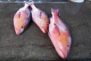 rå fisk på marknaden foto