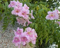 podranea ricasoliana eller rosa bignonia foto