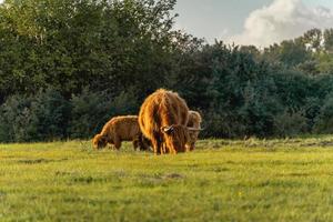 highlander kor i sanddynerna i Wassenaar, Nederländerna. foto