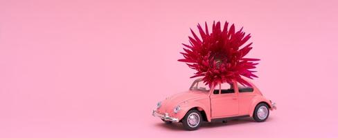 rosa leksak bil leverera rosa djupröd krysantemum blomma. hjärtans dag foto
